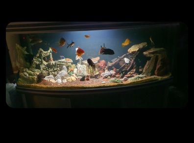 fish