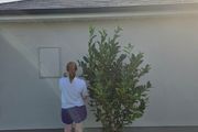 Xl laurel hedging