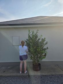 Xl laurel hedging
