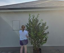 Xl laurel hedging