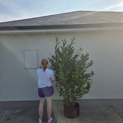 Xl laurel hedging