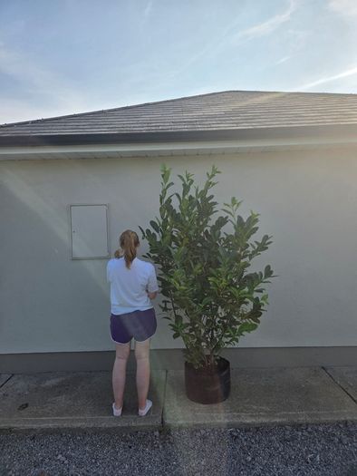 Xl laurel hedging