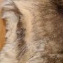 Genuine Reindeer Hide rug Image 2