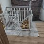 Dog Playpen with Image 3