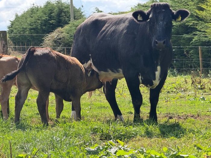 2 super cows and calves for tullamore mart