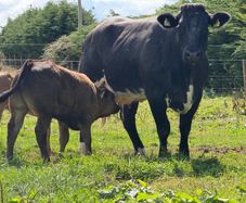 2 super cows and calves for tullamore mart
