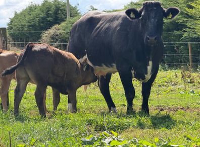 2 super cows and calves for tullamore mart