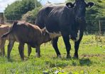2 super cows and calves for tullamore mart