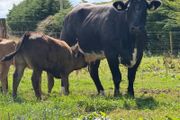 2 super cows and calves for tullamore mart