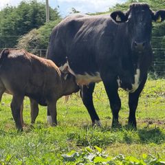 2 super cows and calves for tullamore mart