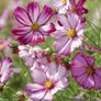 (C) Cosmos Sensation Picotee seeds 0.4g (approx. 30 seeds) (413935) Image 2