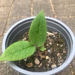 Russian Comfrey plant