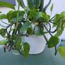 Indoor planter Image 4