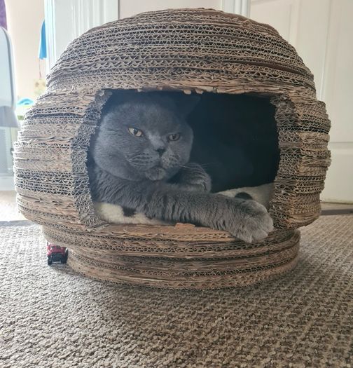 Cat dome/ scratcher