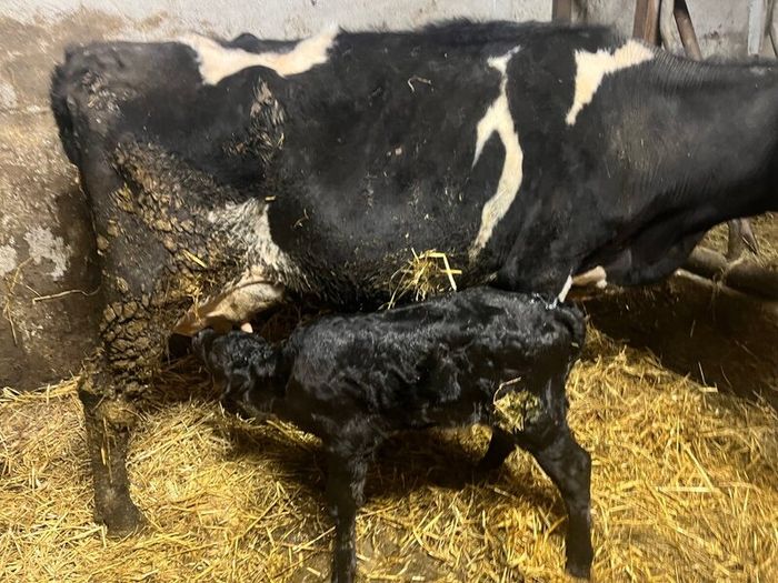 Cow Calved 2 Days Good Angus Bull Calf At Foot