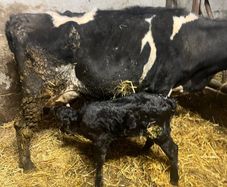 Cow Calved 2 Days Good Angus Bull Calf At Foot