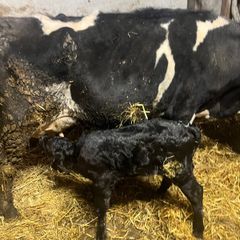 Cow Calved 2 Days Good Angus Bull Calf At Foot