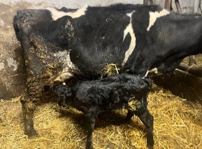 Cow Calved 2 Days Good Angus Bull Calf At Foot