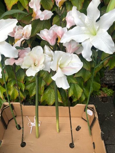 Faux flowers