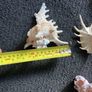 Shells Image 3