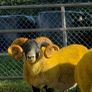 Lanark rams Image 4