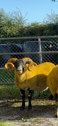 Lanark rams