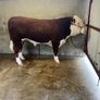 Cattle Image 4