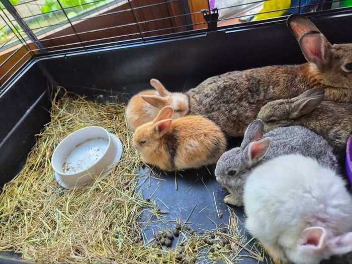 rabbits