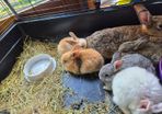 rabbits