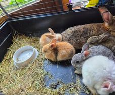 rabbits