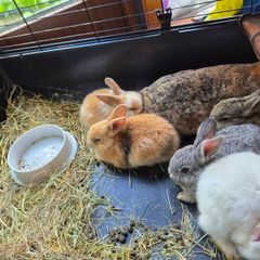 rabbits