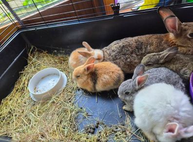 rabbits