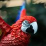 3D Printed Lifesize Macaw Image 5