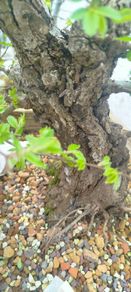 Cork bark elm