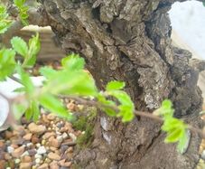 Cork bark elm