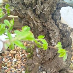 Cork bark elm