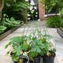 Astrantia Perennial Plants Image 2