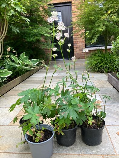 Astrantia Perennial Plants