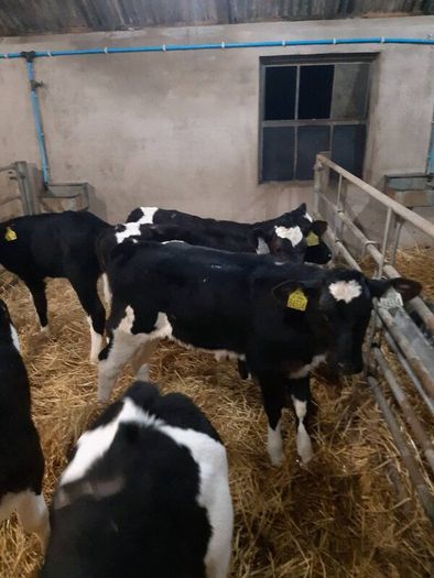 Top quality hol and fr hiefer calves