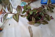 tradescantia