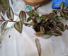 tradescantia