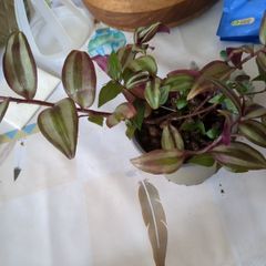 tradescantia