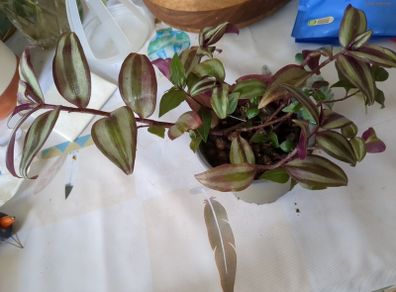 tradescantia