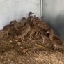 Ducklings khaki Campbell Image 2