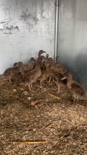 Ducklings khaki Campbell