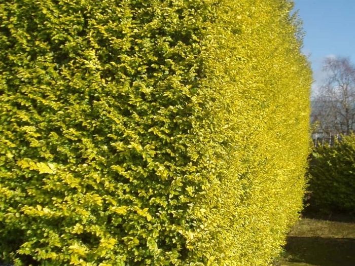 Golden Privet Hedging Plants