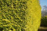 Golden Privet Hedging Plants