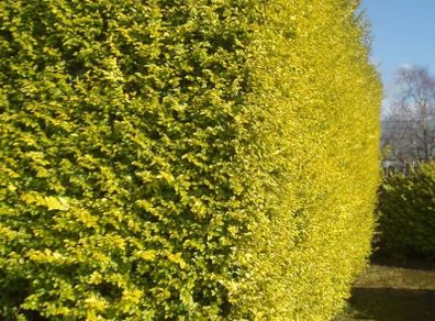 Golden Privet Hedging Plants