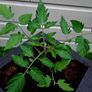 Patio Tomato pot Image 4