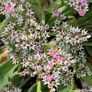 (S) German Statice seeds 0.1g (approx. 100 seeds) (430109) Image 3